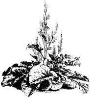 BLUME202.TIF