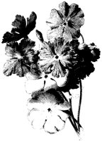BLUME200.TIF
