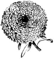 BLUME20.TIF