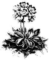 BLUME199.TIF