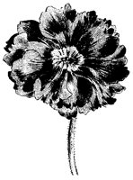 BLUME196.TIF