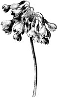 BLUME195.TIF
