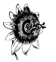 BLUME194.TIF