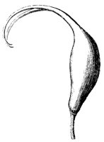 BLUME192.TIF