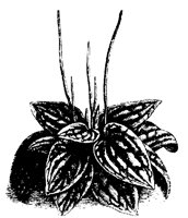 BLUME191.TIF