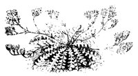 BLUME190.TIF