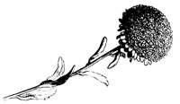 BLUME19.TIF