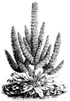 BLUME189.TIF