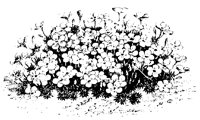 BLUME188.TIF