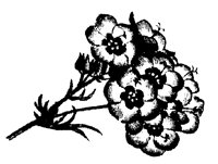 BLUME187.TIF