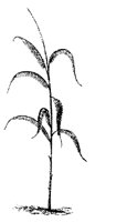 BLUME186.TIF