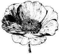 BLUME185.TIF