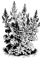 BLUME183.TIF
