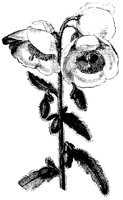 BLUME182.TIF