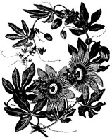 BLUME180.TIF