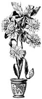 BLUME18.TIF