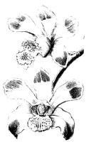 BLUME177.TIF