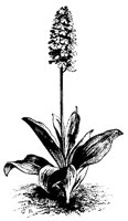 BLUME176.TIF
