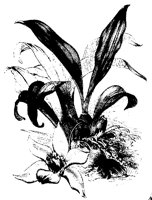BLUME175.TIF