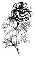 BLUME172.TIF