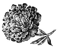 BLUME171.TIF