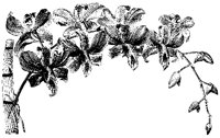 BLUME169.TIF