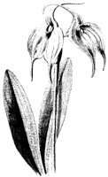 BLUME167.TIF