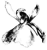 BLUME165.TIF