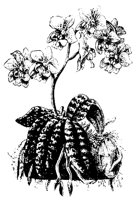BLUME164.TIF