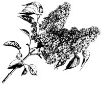 BLUME162.TIF