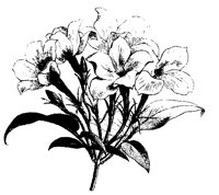 BLUME161.TIF
