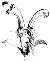 BLUME16.TIF