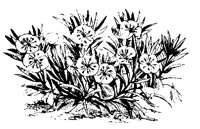 BLUME159.TIF
