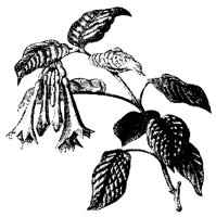 BLUME158.TIF