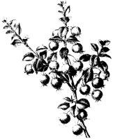 BLUME156.TIF