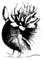 BLUME155.TIF