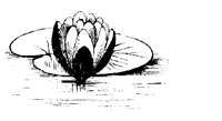 BLUME154.TIF
