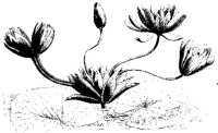 BLUME153.TIF