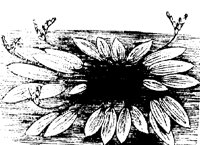 BLUME151.TIF