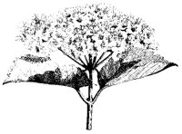 BLUME15.TIF