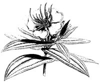 BLUME149.TIF