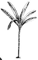 BLUME147.TIF