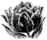 BLUME145.TIF