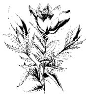 BLUME143.TIF