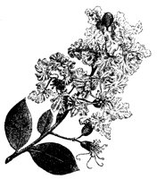 BLUME142.TIF