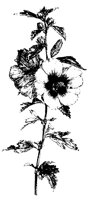 BLUME140.TIF