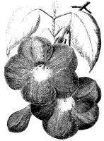 BLUME14.TIF