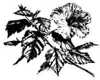 BLUME139.TIF