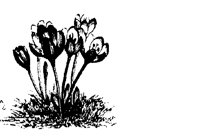 BLUME137.TIF