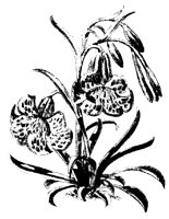 BLUME136.TIF